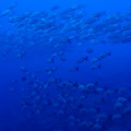 PC240472_mod.jpg