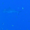 IMG_0756.JPG
