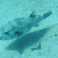 IMG_1186.JPG