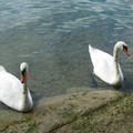 Attersee_019_1024x768.jpg