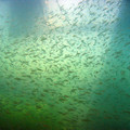 L_tauchen_elbsee_rechts030.jpg